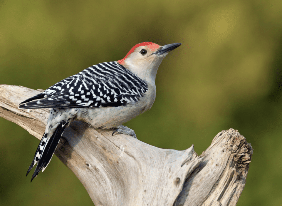 Texas woodpecker