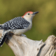 Texas woodpecker
