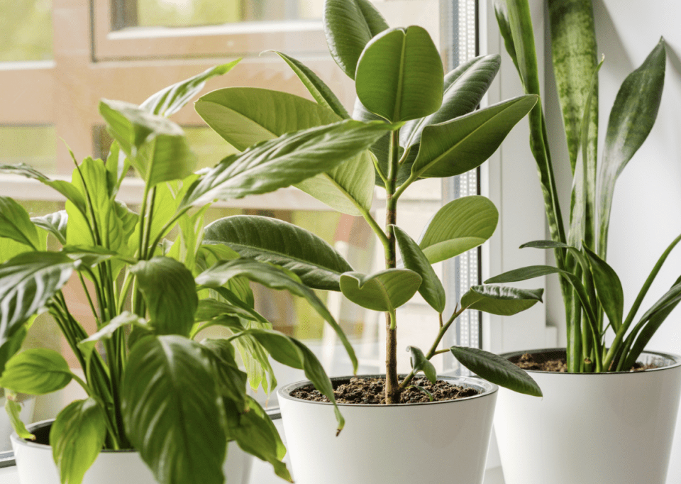 Air-Purifying House Plants